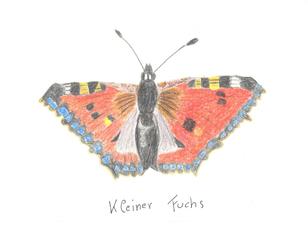KleinerFuchsLaura